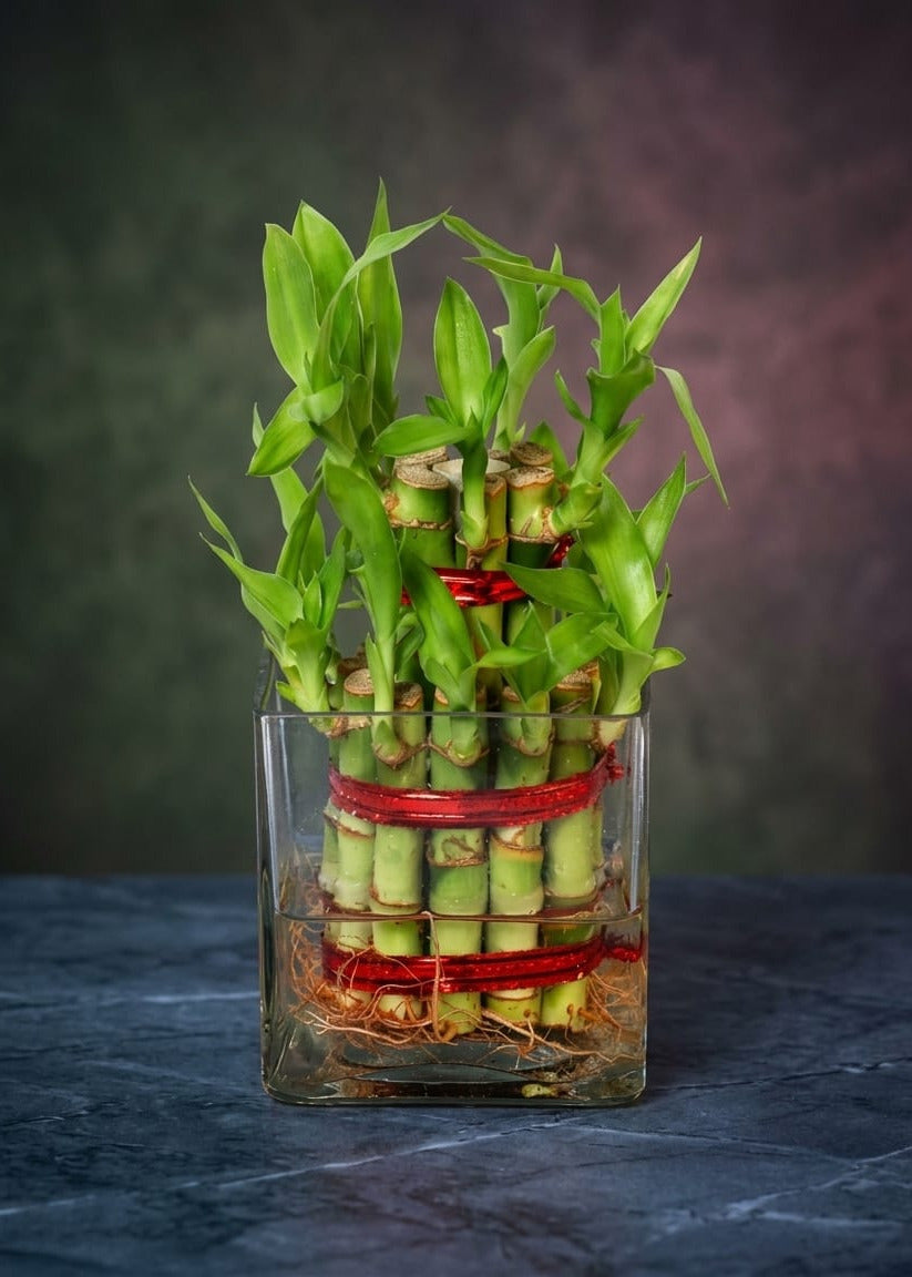 Luky Bamboo- 2 layer