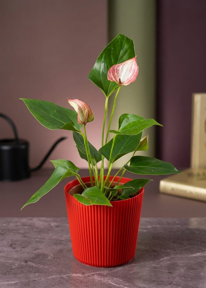 Wishful Anthurium Plant