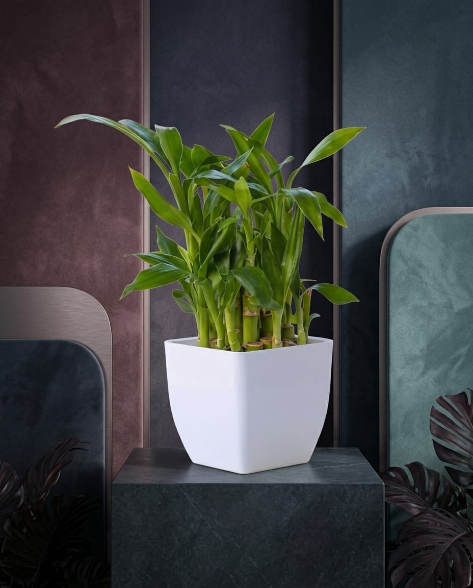 Lucky bamboo