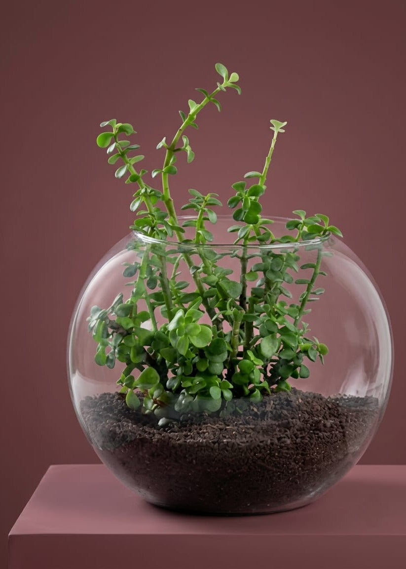 Jade Plant in Glass Vase