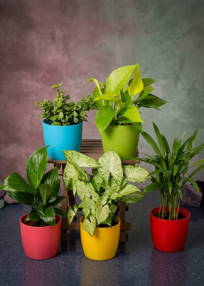 Indoor Plants Combo