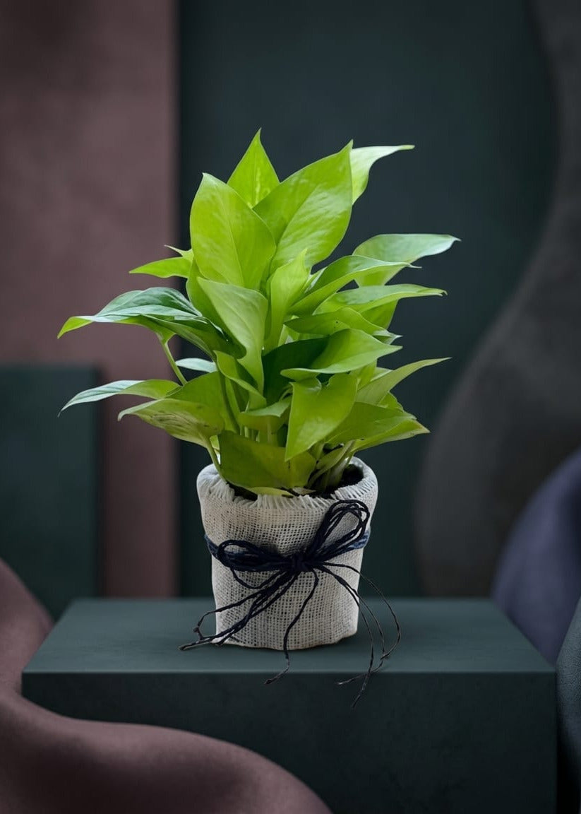 Mony Plant