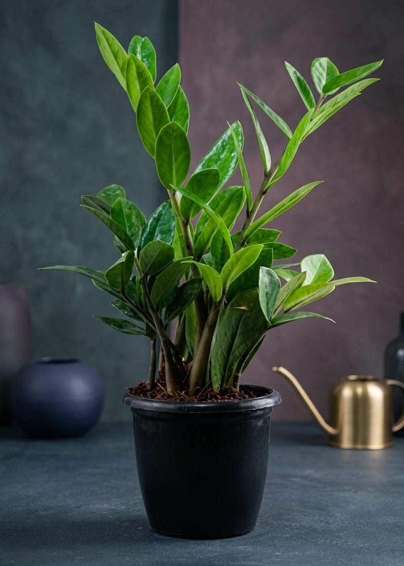 Cute Zeze Plant