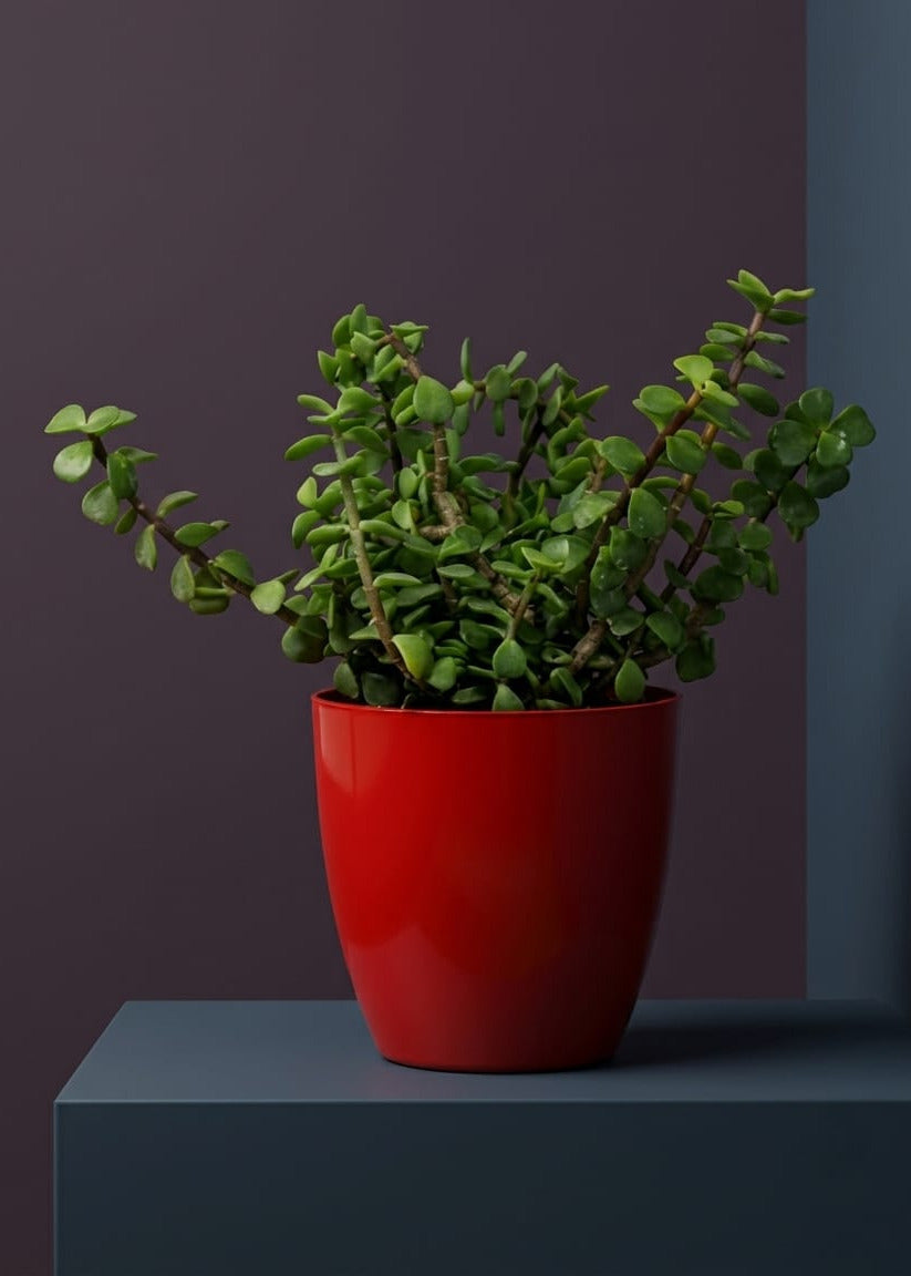 Jade Plant