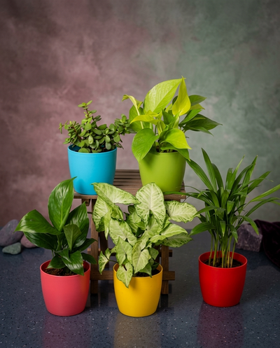 Plants