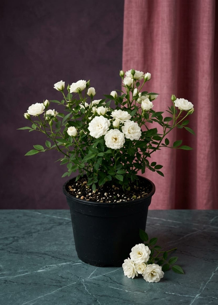 White Roses Plant