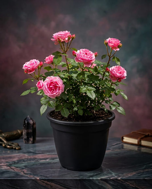 Pink Rose Plant