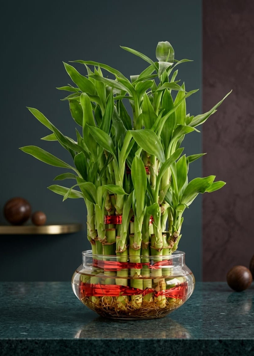 Three Layer Lucky Bamboo