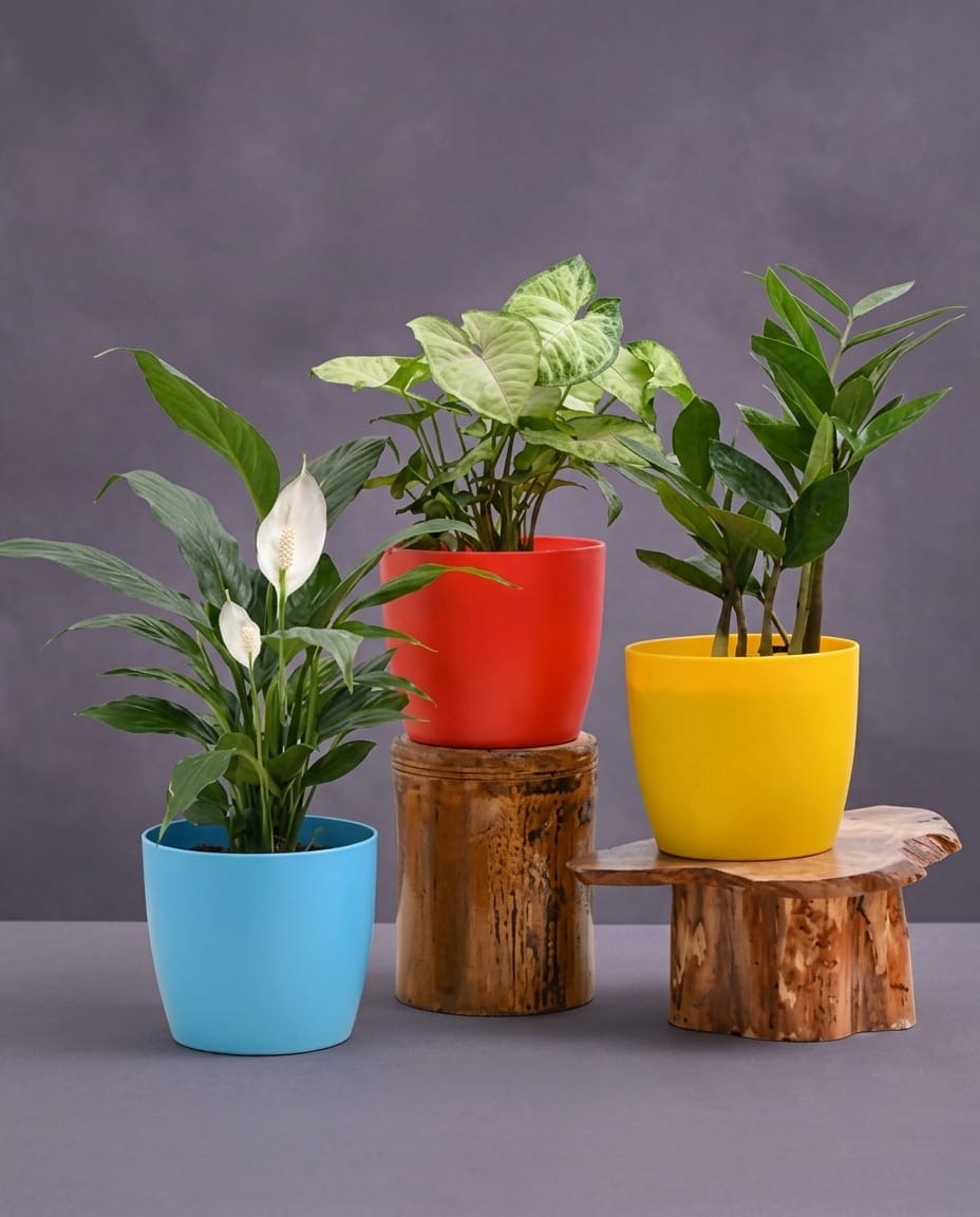 Indoor Plants Combo
