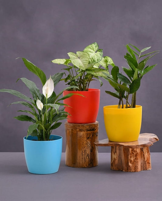 Indoor Plants Combo