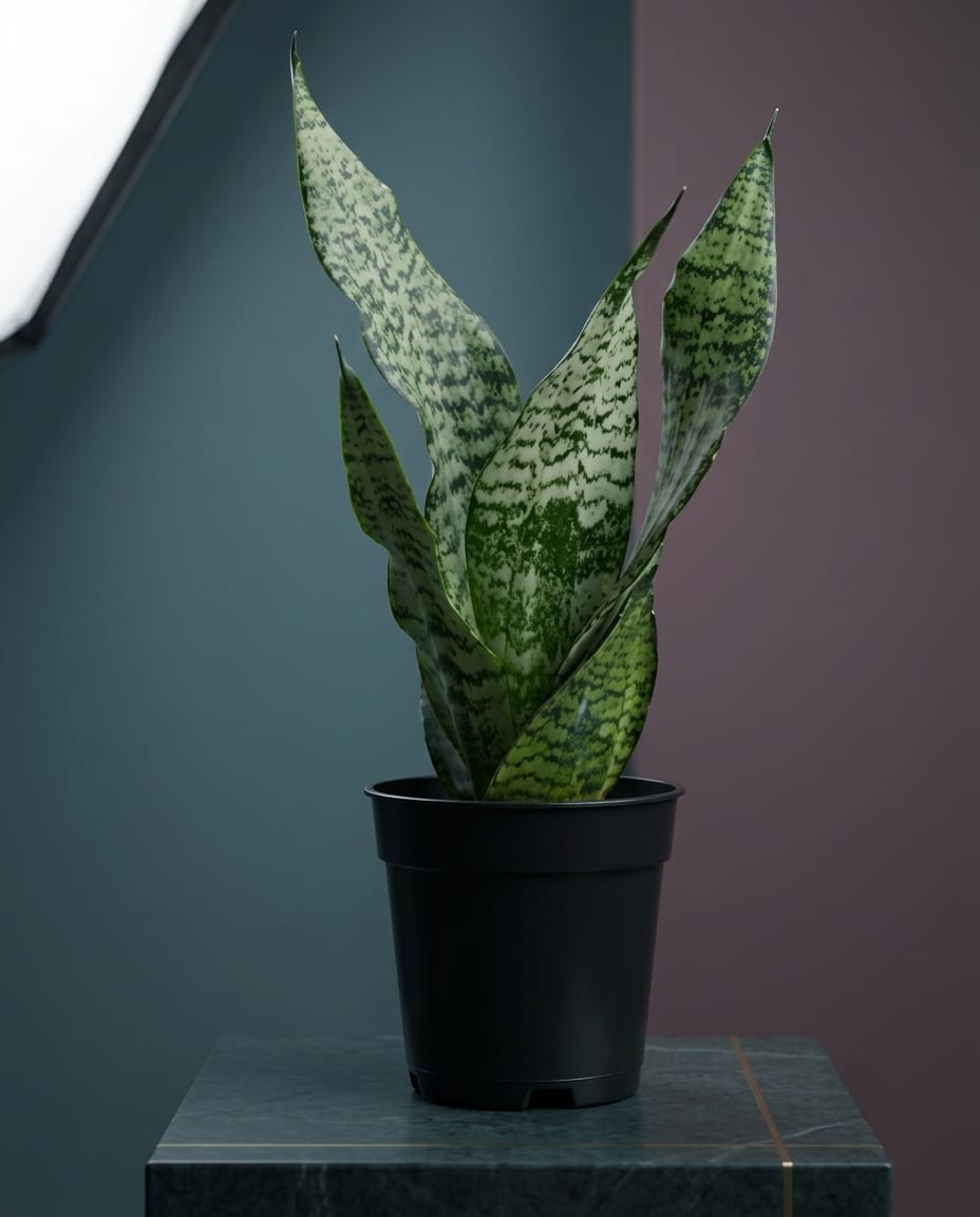 Snake Plant