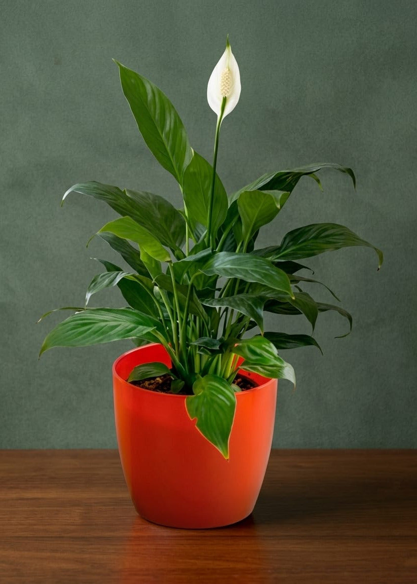 Peace Lily Plant